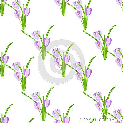 Crocus seamless background. Violet spring flowers, green leaves on white background Vector Illustration